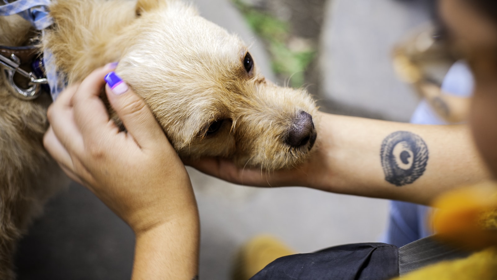 man holding short-coated tan dog