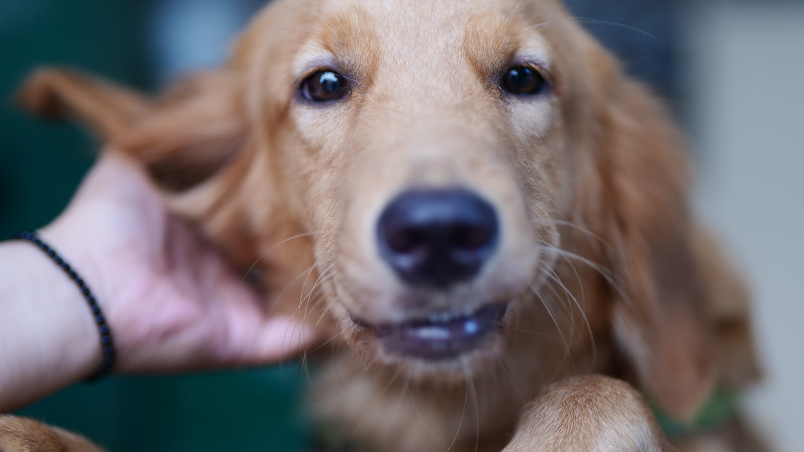 a close up of a person petting a dog