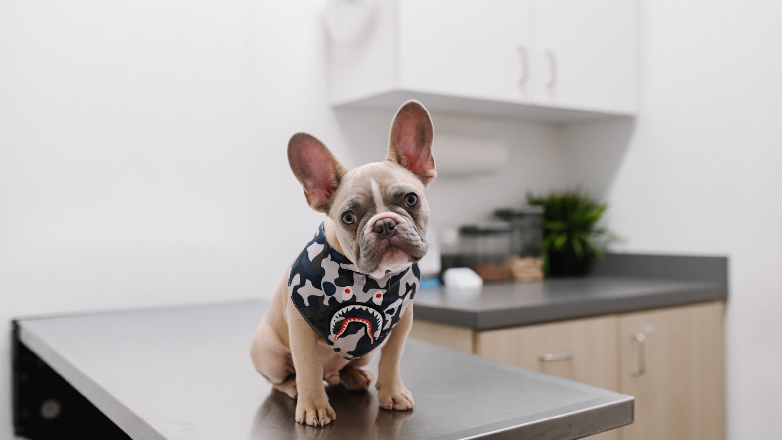 white and black short coated dog wearing white and black polka dot shirt
