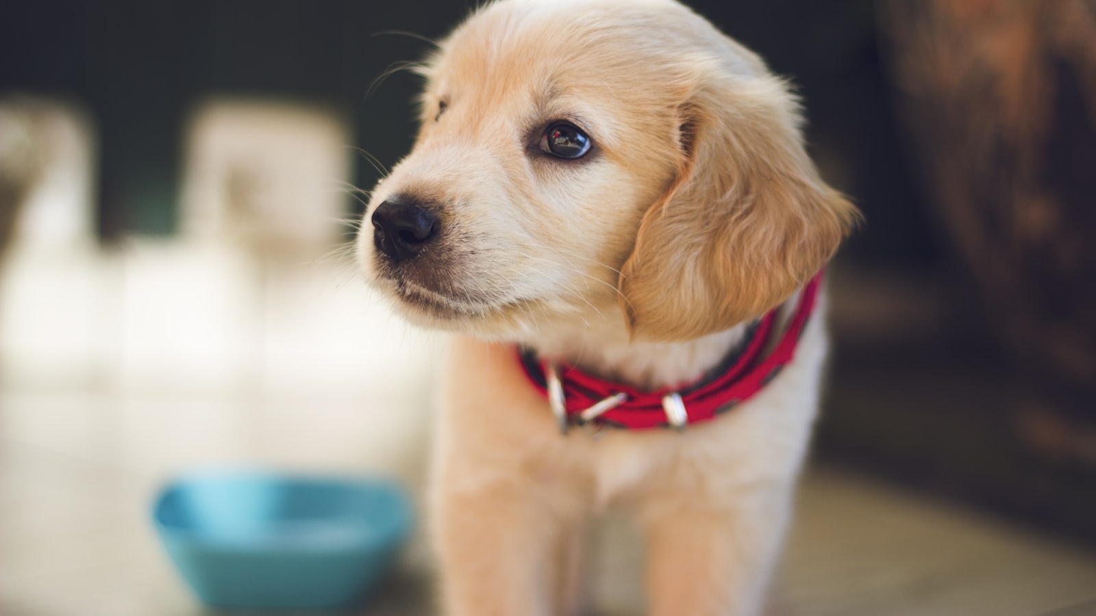selective focus photography of short-coated brown puppy facing right side