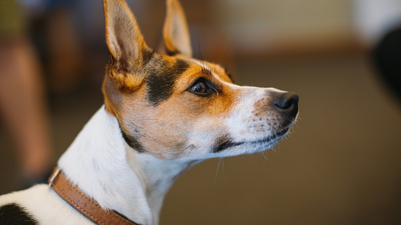 a dog looking up