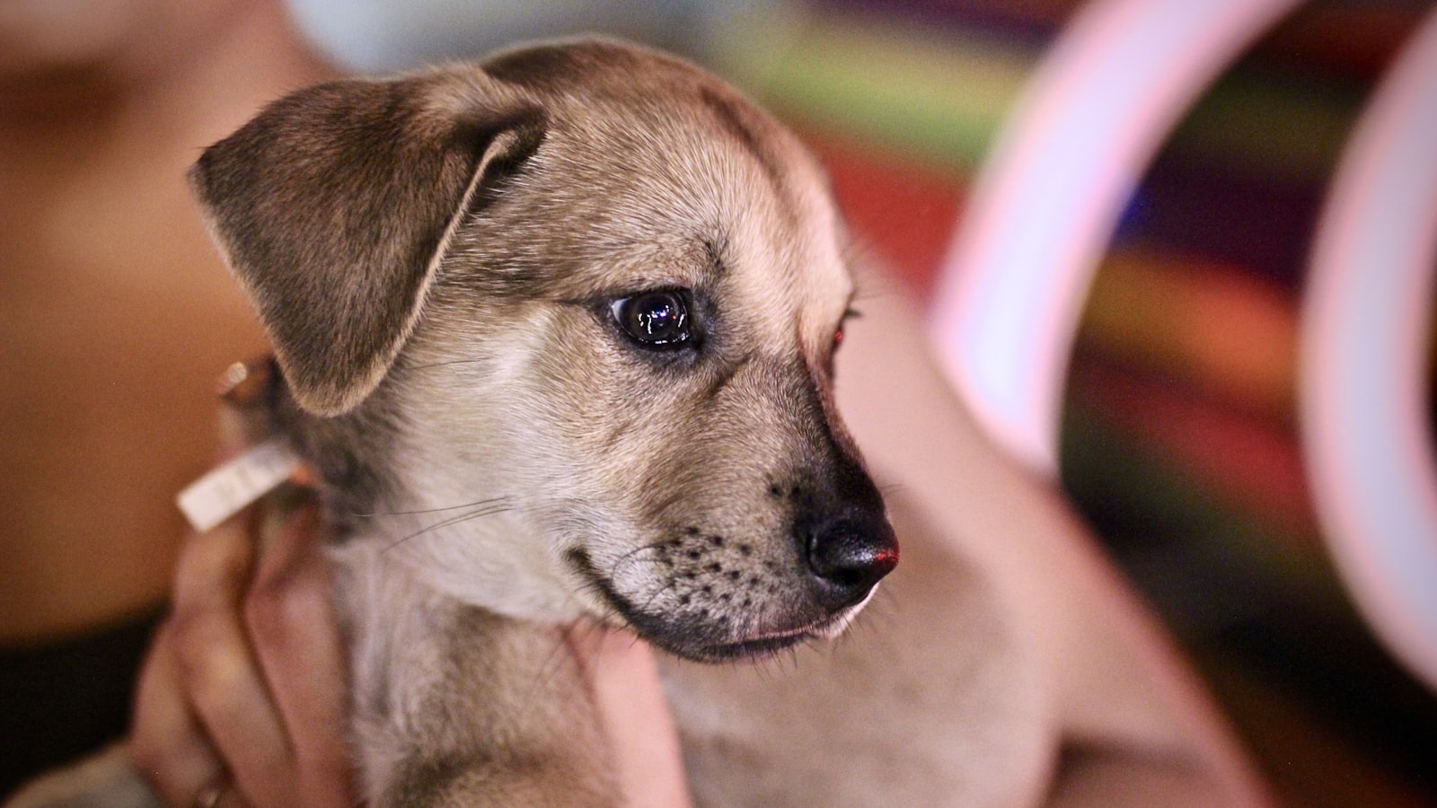 person carrying short-coated brown puppy