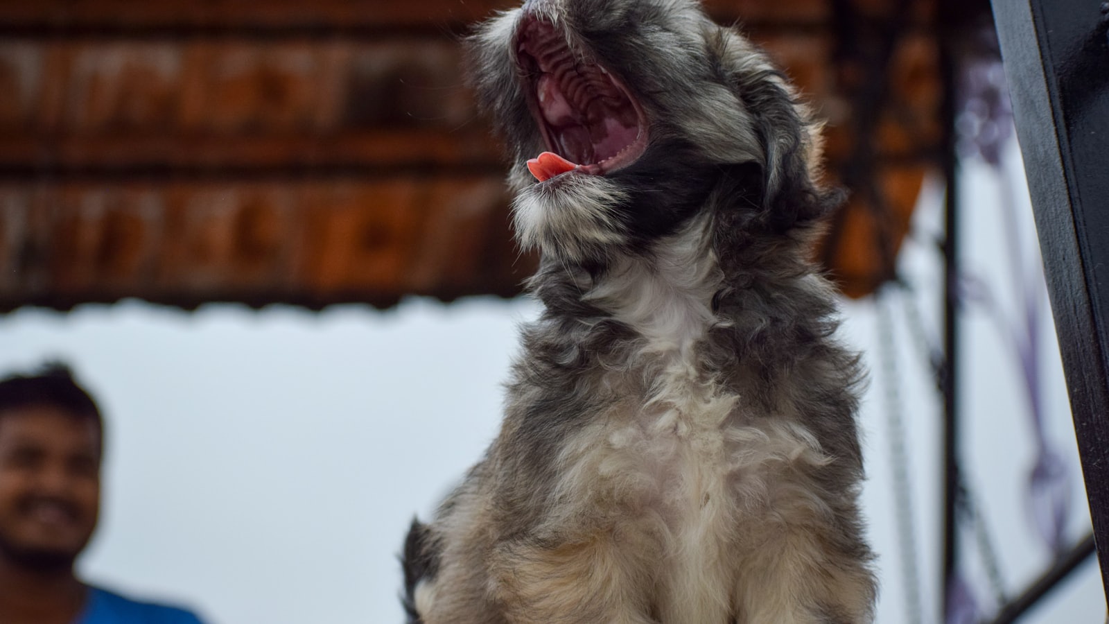 brown and black long coated small dog